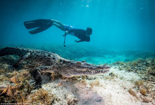 Chris Hamilton, cùng bố là một nhiếp ảnh gia dưới nước, đã bay từ Anh tới Cuba và đi tàu tới khu rừng đước ngập mặn ở ngoài khơi thành phố Jardines de La Reina. Tại đây, Chris có thể bơi và đối mặt với những con cá sấu nước mặn khổng lồ và bố cậu ghi lại sự kiến đó.