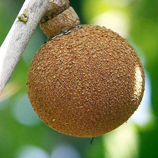 Loại táo lõi vàng này thuộc loài cây nhiệt đới Nam Mỹ, thường mọc chủ yếu ở một số vùng như Nam Mỹ, Tây Phi, Đông Nam Á, Hawaii và Florida (Mỹ), Bahamas, Trung Mỹ, và Jamaica.