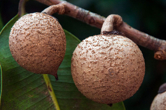 Ở một số vùng, táo lõi vàng có hai vụ trong một năm, vụ đầu vào tháng 6 và vụ thứ hai vào tháng 12. Mỗi cây trưởng thành có tới 150-200 trái mỗi vụ.