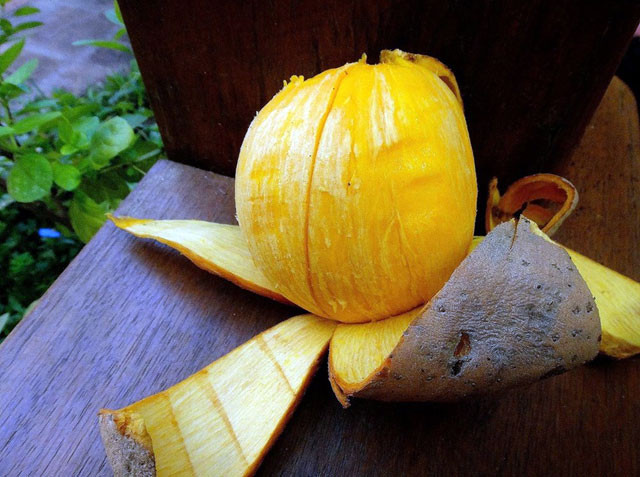 Khi bóc lớp vỏ ngoài, sẽ có một màng trắng, khô bao quanh lớp thịt quả. Lõi bên trong màu cam hoặc màu vàng, mùi vị dễ chịu và ngon miệng.