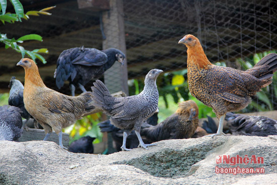 Để gà có điều kiện "luyện tập", phát triển săn chắc, còn phải tạo cảnh quan tự nhiên, những mô đá..
