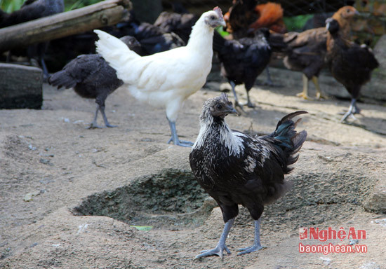 Việc chăn nuôi gà đen chủ yếu theo hình thức chăn thả tự nhiên. Chính bởi điều đó, thịt gà đen có đặc điểm săn chắc, thơm ngon, tạo sự khác biệt so với các giống gà khác và được người tiêu dùng hết sức ưa chuộng.