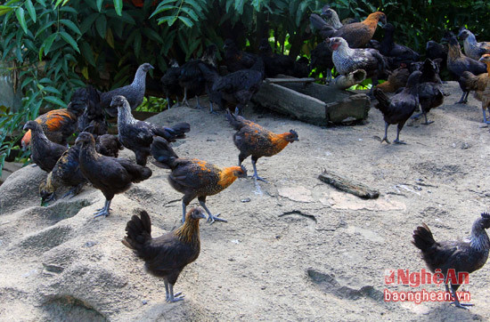 Chính bởi điều đó, điều kiện phát triển của những chú gà nuôi không khác so với gà thả là mấy. Ông Lầu Vả Mềnh, bản Ca Trên, xã Na Ngoi, Kỳ Sơn, một trong những hộ nuôi gà đen, cho biết: Vì nuôi hoàn toàn tự nhiên nên gà đen chậm phát triển so với các giống gà khác. Nhưng cũng chính bởi "chậm lớn" mà gà đen có thịt rất săn chắc, thơm ngon...