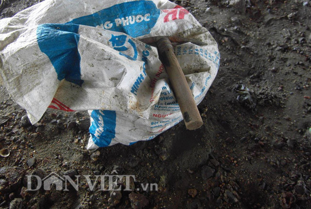 Chỉ vào giỏ đựng hàu chị Kim nói: Bình quân mỗi buổi chiều chị săn được 30kg, giá bán 5.000 đồng/hàu vỏ (tức hàu chưa tách ruột), thu nhập 150.000 đồng/ buổi, nếu đi làm công cho các nơi khác thì thu nhập chỉ vỏn vẹn 120.000 đồng/ngày.