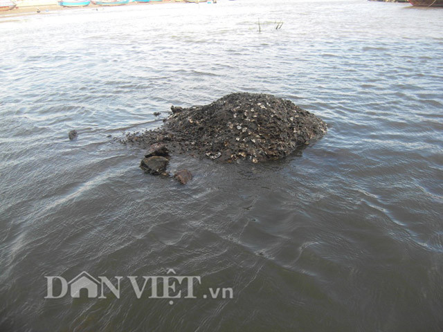 Nơi trú ẩn của hàu.