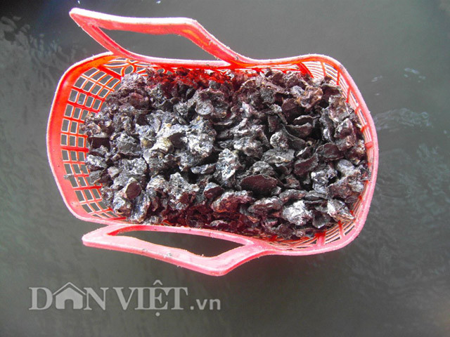 Người dân phường Ba Ngòi, TP.Cam Ranh (Khánh Hòa) có nghề săn hàu rất độc đáo. Theo người dân nơi đây, mỗi khi có nước biển rút xuống là hàu xuất hiện dày đặt, chỉ trong vòng từ 2- 3 tiếng đồng hồ mỗi người cũng bắt được từ 20 – 35kg. Chị Nguyễn Thị Tố Kim (phường Ba Ngòi, Cam Ranh) cho biết: “Cứ mỗi tháng tôi săn hàu 2 đợt, mỗi đợt kéo dài khoảng một tuần. Khi nước rút mới săn khi nước lớn thì nghỉ. Nhờ săn hàu mà gia đình có thêm thu nhập, so với làm thuê thì nghề săn hàu vẫn cho thu nhập tốt hơn”.