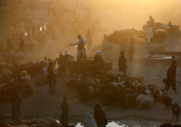 Khu chợ gia súc ở thủ đô Kabul, Afghanistan, ngày 20/8.