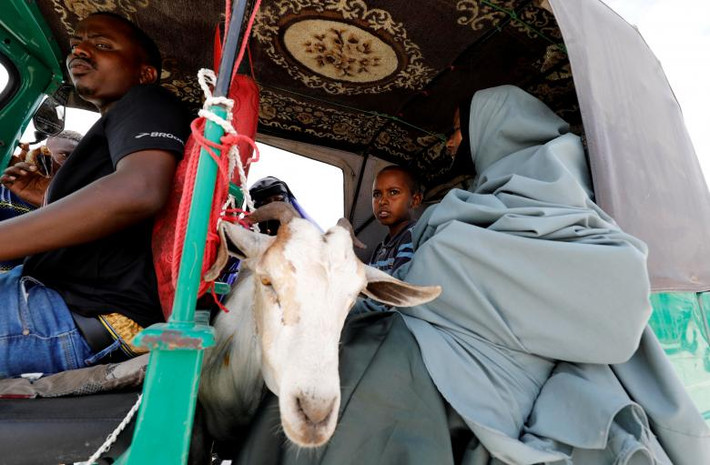 Một chú dê được mua từ khu chợ ở Mogadishu, Somalia, ngày 20/8, trước dịp lễ Eid al-Adha.