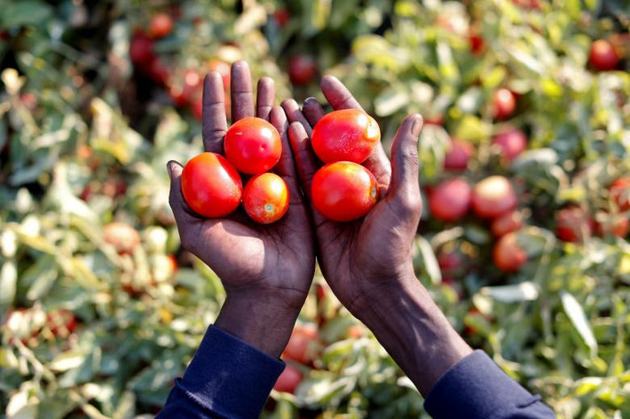 Sutay Darboe, 42 tuổi, một người nhập cư Châu Phi đến từ Senegal cầm những trái cà chua trên tay gần Foggia, Italy.