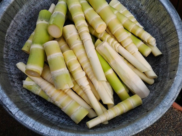 7. Măng le: Trong số các loại măng ở Đắk Lắk, có lẽ măng le là loại măng ngon nhất. Loại măng này thường được hái từ phần ngọn cây le, ruột măng đặc, hương vị măng ngọt bùi và không hề bị đắng như nhiều loại măng khác. Một số món ngon có thể chế biến từ măng le như vịt nấu măng le hay gỏi măng,...Ảnh: Mia.