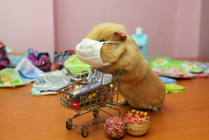 Chú chuột lang Ukrop (Dill) được đeo khẩu trang bảo vệ trong buổi trưng bày tại văn phòng của một tổ chức công phát động việc sản xuất khẩu trang cho người cao tuổi và lao động thu nhập thấp, tại Kharkiv, Ukraine, ngày 26/3.