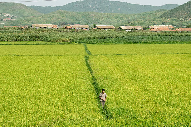 Người nông dân Triều Tiên làm việc trên cánh đồng vào ngày 24/8/2015.