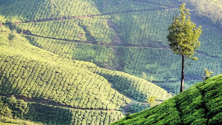 Thị trấn Munnar nổi tiếng với những đồi chè tuyệt đẹp.