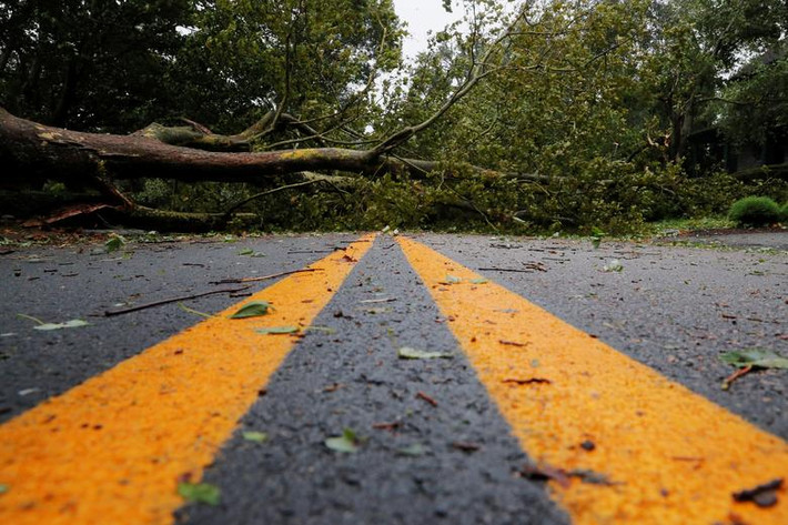Cây đổ chắn ngang đường ở Newport, Rhode Island, ngày 22/8. Ảnh: Reuters.