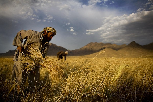 Người nông dân Afghanistan thu hoạch lúa mì trên cánh đồng ở ngoại ô Kbaul ngày 24/6/2010.