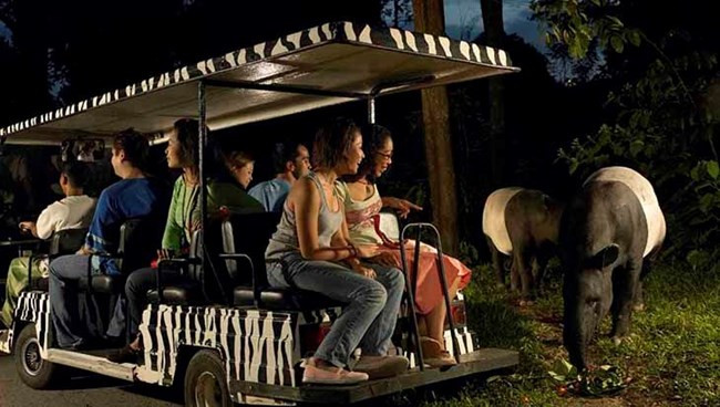 Vườn thú đêm đầu tiên trên thế giới - Night Safari - được mở cửa từ năm 1994 ở Singapore.