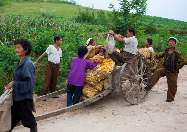 Cảnh người dân thu hoạch ngô ngày 7/9/2012 tại Kaesong, Triều Tiên, ngày 7/9/2012.