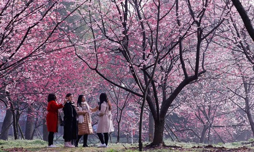 Không khí mùa xuân đã lan tỏa khắp mọi nơi trên thế giới. Ảnh: Du khách đứng giữa "rừng" hoa anh đào nở rộ trong một công viên ở thành phố Vũ Hán, tỉnh Hồ Bắc, Trung Quốc, ngày 9/3/2018. (Nguồn ảnh: Reuters)