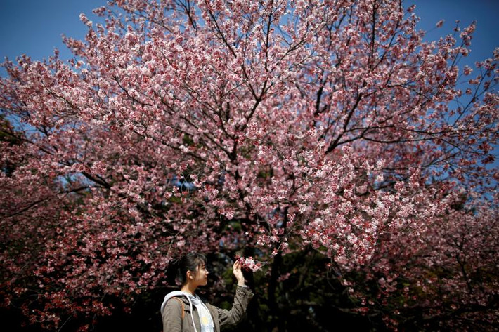Nữ du khách đứng dưới cây hoa anh đào nở rộ ở vườn quốc gia Shinjuku Gyoen, thủ đô Tokyo, Nhật Bản, ngày 14/3/2018.