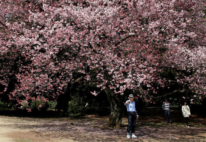 Cây hoa anh đào nở rộ trong vườn quốc gia Shinjuku Gyoen hôm 14/3.