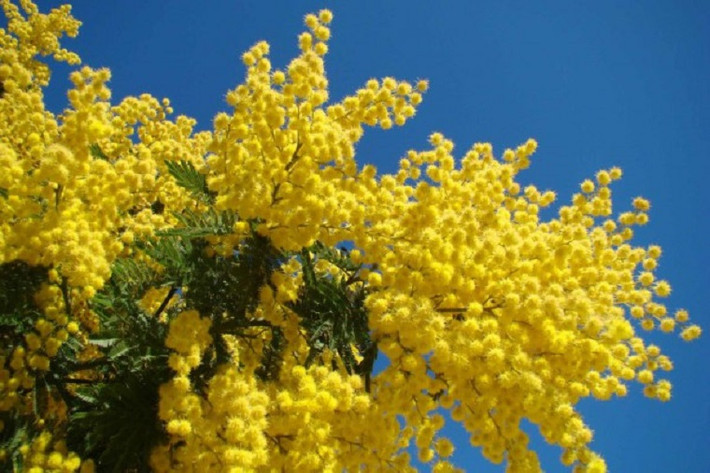 Tại Italy, nam giới thường tặng hoa mimosa cho những người phụ nữ họ yêu quý. Được biết, hoa mimosa được coi là biểu tượng cho ngày Quốc tế Phụ nữ ở Italy. Ảnh: Select Italy.
