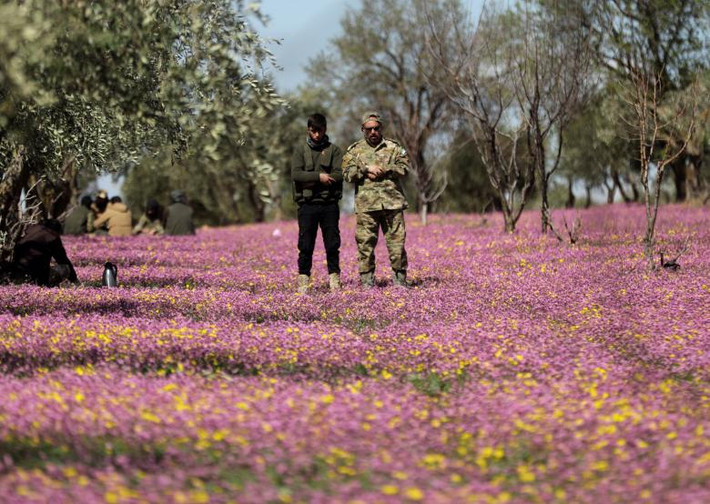 Chiến binh FSA cầu nguyện giữa một cánh đồng hoa ở Đông Afrin ngày 9/3.