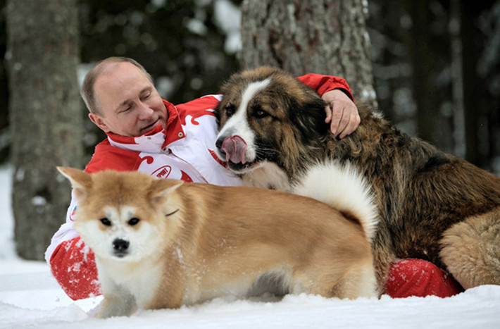 Tổng thống Putin nổi tiếng là một người yêu động vật. Bức ảnh này chụp ông Putin chơi đùa với hai chú chó trên tuyết. Được biết, hai chú này là món quà mà nhà lãnh đạo Nga nhận được từ phía các nhà lãnh đạo Bulgaria và Nhật Bản. (Nguồn ảnh: UPROXX)