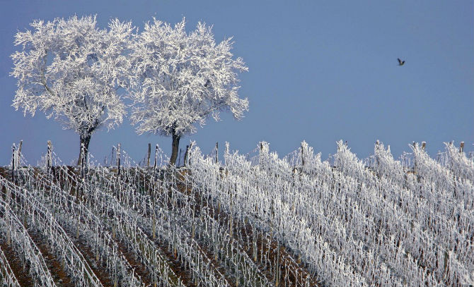 Những hàng cây “đóng băng” ở khu Alsace, gần Strasbourg, Pháp.