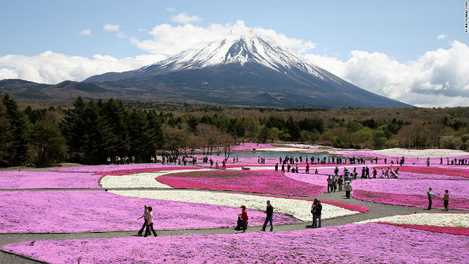 Lễ hội Fuji Shibazakura (Yamanashi) với 800.000 cây Shibazakura rực rỡ sắc màu, thu hút hàng nghìn du khách. Xa xa là ngọn núi Phú Sĩ.