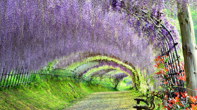 Vườn hoa Kawachi Fuji (Fukuoka) là một trong những điểm đến đẹp nhất Nhật Bản. Khu vườn hiện lên giống như một bức tranh cổ tích với những bông hoa rực rỡ sắc màu. Lễ hội Wisteria diễn ra vào cuối tháng 4 mỗi năm, thời điểm những bông hoa nở rộ nhất.