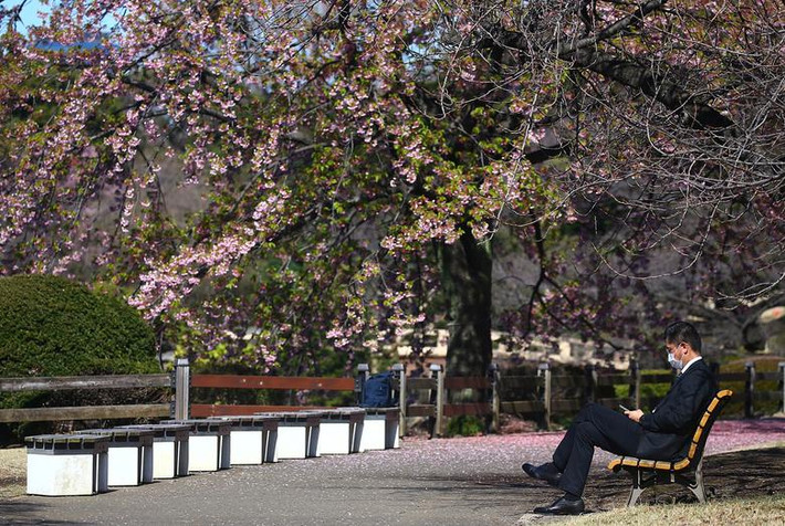 Bên trong khu vườn quốc gia Shinjuku Gyoen ở thủ đô Tokyo, Nhật Bản, vắng vẻ ngày 11/3.