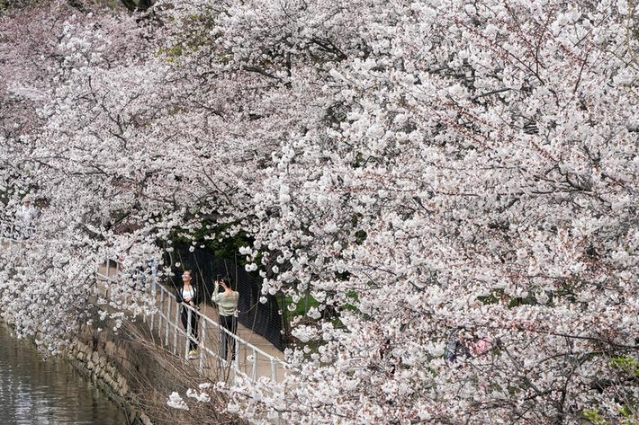 Bức ảnh chụp hoa anh đào đua nhau nở làm "sáng bừng" một góc trời ở Washington ngày 19/3.