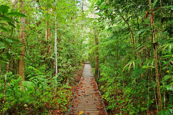 Taman Negara của Malaysia là một trong những khu rừng lâu đời nhất thế giới, với hơn 10 nghìn loài thực vật, 1.000 loài bướm, 140 loài động vật, 350 loài chim, 100 loài rắn và 150 nghìn loài côn trùng. Ảnh: FR.
