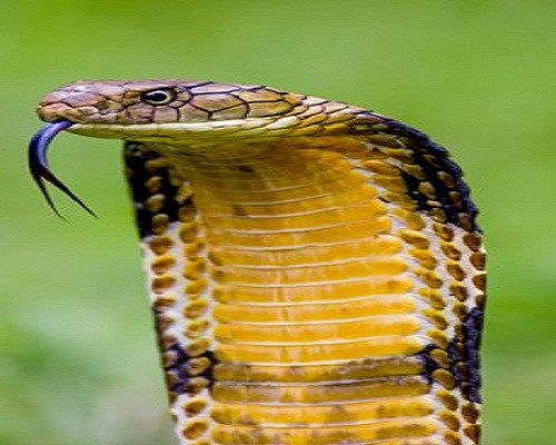 Malaysia là quê hương của một trong những loài rắn hổ mang chúa có số lượng nhiều nhất thế giới. Ảnh: FR.
