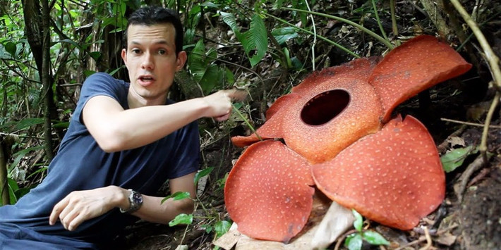Rfflesia là loài hoa nổi tiếng nhất ở Malaysia có kích thước lớn nhất thế giới. Ngoài ra, Rafflesia còn nổi tiếng bởi nó bốc mùi kinh dị như "xác chết". Ảnh: BI.