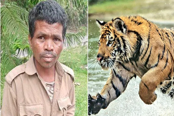 Vào tháng 5/2021, Poulash Karmakar, 35 tuổi, đến từ quận Lakhimpur, bang Assam (Ấn Độ), đã bị hổ vồ chết khi đang làm sạch ao nước trong chuồng hổ tại Công viên Sinh học ở Itanagar, bang Arunachal Pradesh. Ảnh: Twitter.