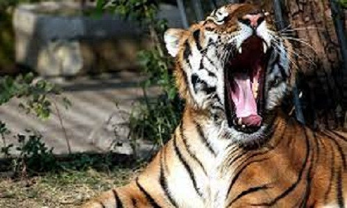 Chính quyền địa phương quyết định sơ tán du khách và các nhân viên sở thú khi lực lượng cứu hỏa, cảnh sát,...đến hiện trường để vây bắt những con hổ vồ chết người. Tuy nhiên, nỗ lực bắt giữ đã thất bại và giới chức quyết định bắn chết con hổ vào chiều 25/5. Ảnh: CGTN.