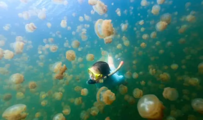 Palau là quê hương của Hồ Sứa, hồ nước đặc biệt chứa hàng triệu con sứa. Ảnh: Shutterstock.