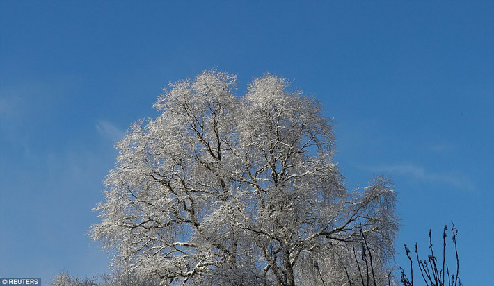 Tuyết phủ trắng một cây xanh ở Pitlochry, Perthshire. Ảnh: Reuters.