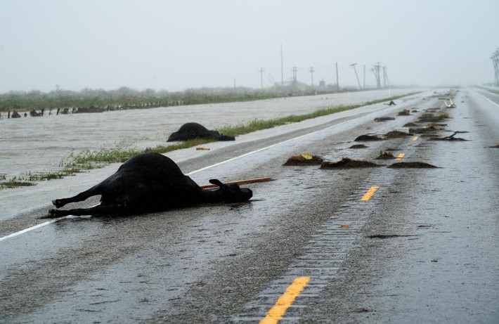 Nhiều con bò chết trong cơn bão nằm trên đường cao tốc 35 gần Fulton. Ảnh: Reuters.