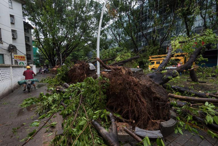 Những cây xanh bị bão Hato quật đổ ở Trung Sơn, Quảng Đông. Ảnh: Reuters.