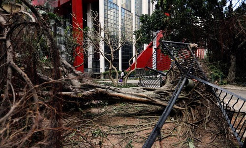 Cây xanh bị bật gốc do gió mạnh ở Macau. Ảnh: Reuters.