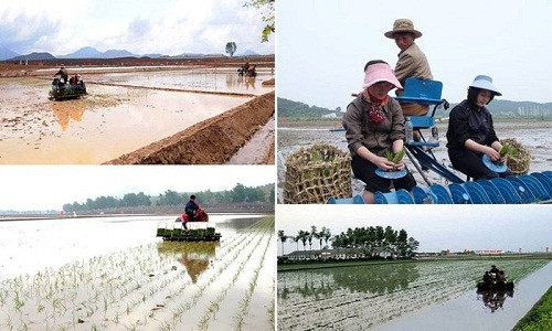 Cảnh nông dân Triều Tiên cấy lúa ở huyện Koksan. Ảnh FBNK.