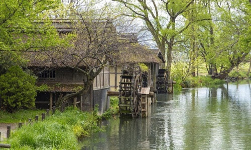 Đến với nông trại Daio, du khách sẽ bị thu hút bởi khung cảnh thiên nhiên tươi đẹp, không gian mát mẻ và đầy màu xanh của cây cối. Trồng wasabi là công việc vất vả và kỳ công. Từ tháng 5-10, nhiệt độ tăng cao, các cánh đồng được bảo vệ khỏi ánh nắng mặt trời bằng những tấm lưới màu đen. Chúng cần sự chăm sóc liên tục và tỉ mỉ trong 12-18 tháng, có khi 2 năm trong môi trường riêng mới có thể thu hoạch. Ảnh: PhotoNN.