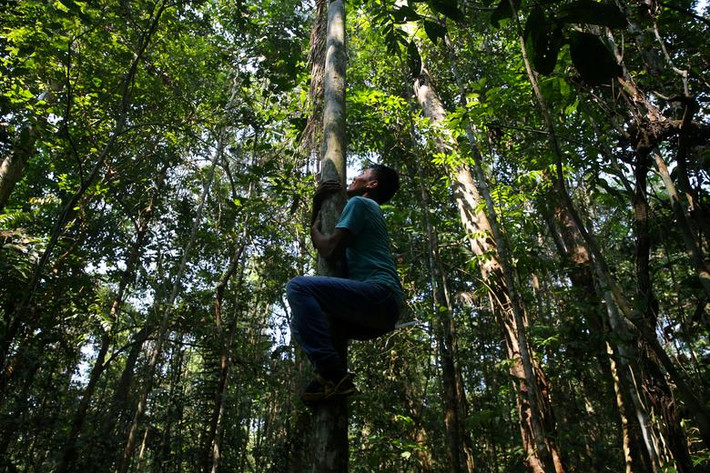 Khoảng 60% diện tích rừng Amazon nằm trong lãnh thổ Brazil và khu rừng này là nơi sinh sống của khoảng 1 triệu người thuộc 500 bộ lạc thổ dân bản địa. Ảnh: Một thổ dân Kayabi trèo lên cây để thu hoạch quả acai ở vùng ngoại ô Juara, bang Mato Grosso, ngày 1/9/2019.
