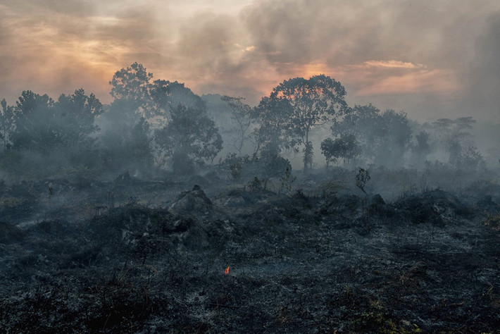 Cháy rừng ở Riau, Indonesia. Ảnh: Barcroft Media. *) Title do Kiến Thức biên tập lại