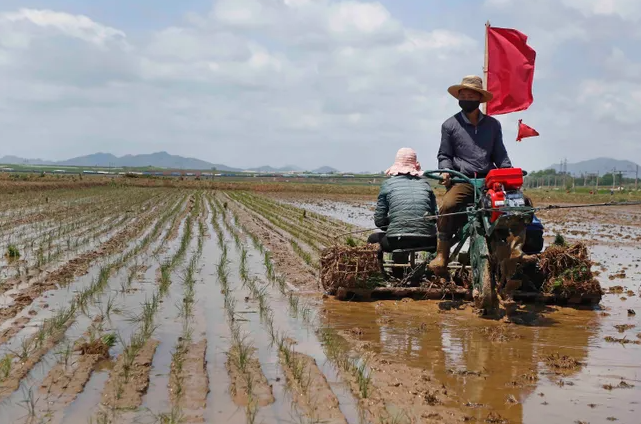 Người nông dân cấy lúa tại Trang trại Namsa, Rangnang, Bình Nhưỡng, ngày 25/5/2021.