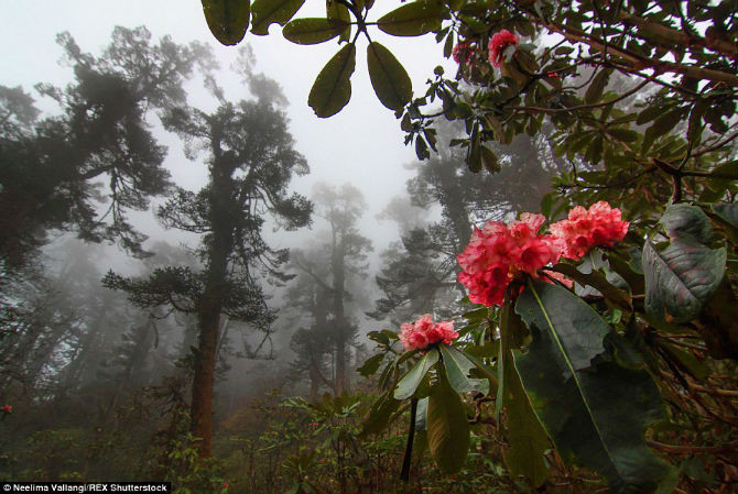 Những bông hoa khoe sắc trong khu rừng đầy sương mù ở Sikkim.