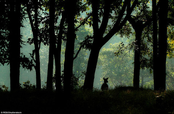 Một chú hươu trong Vườn Quốc gia Kanha ở Madhya Pradesh.