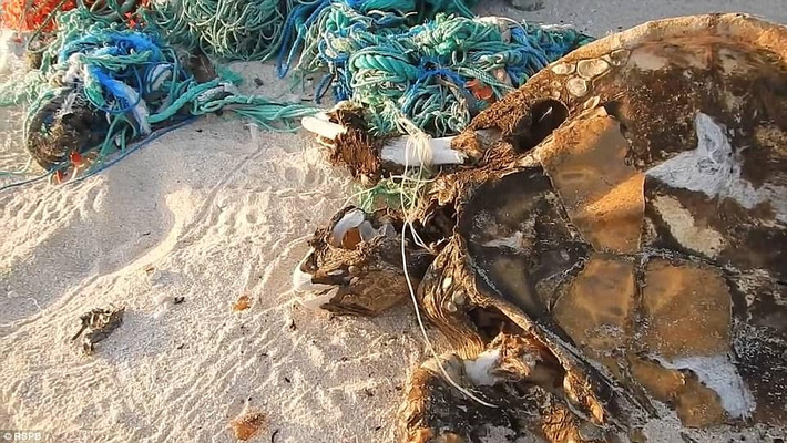 Lưới đánh cá cũ nát dạt vào hòn đảo. Ảnh: Daily Mail.